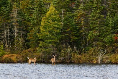 Female White-tailed deer with young at Sandy Stream Pond / Cerf de Virginie femelle et son jeune  l'tang Sandy Stream