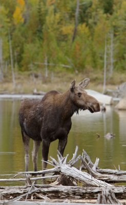 Cow moose / Orignal femelle