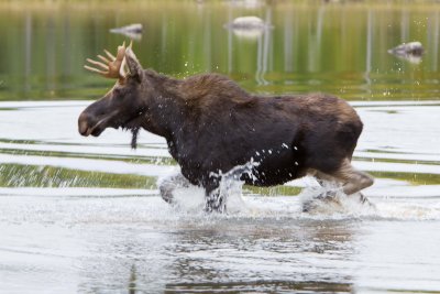 Bull moose running in water / Orignal mle courant dans leau