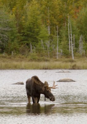 Bull Moose / Orignal mle