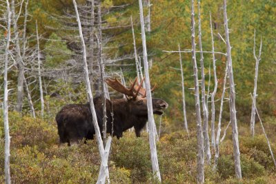 Bull moose in the woods / Orignal mle dans la fort