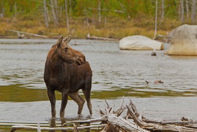 Cow Moose / Orignal femelle