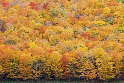 Fall Colors / Couleurs d'automne