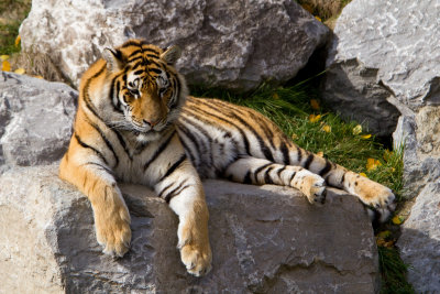 Siberian tiger / Tigre de Sibrie