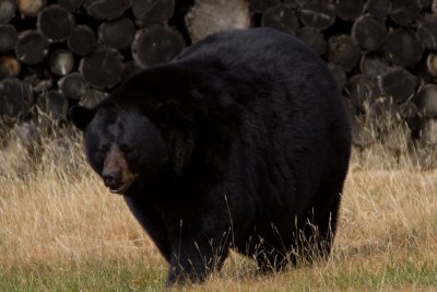 Black bear / Ours noir