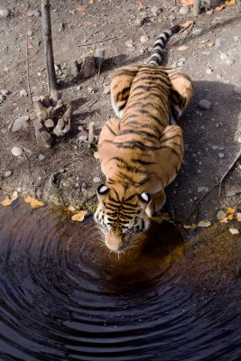 Thirsty Siberian tiger / Un tigre assoif
