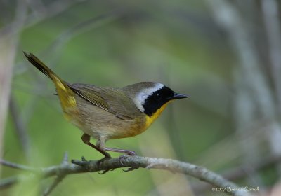 Common-Yellowthroat