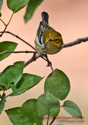 Black-throated Green Warbler