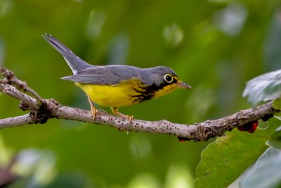 Canada Warbler