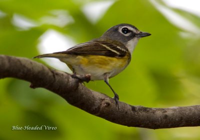 Blue-Headed Vireo