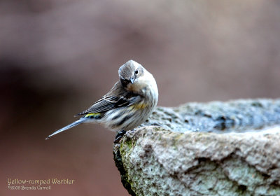 Yellow-rumped Warbler