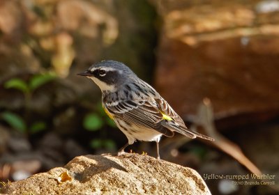 Yellow-rumped Warbler