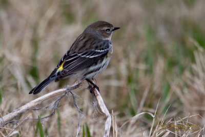 Yellow-rumped Warbler