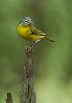 Nashville Warbler