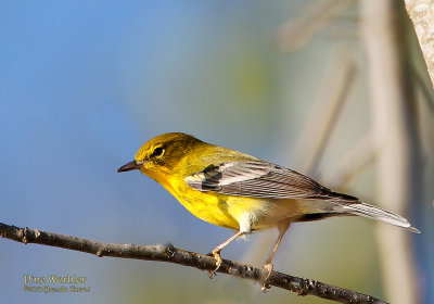 Pine Warbler