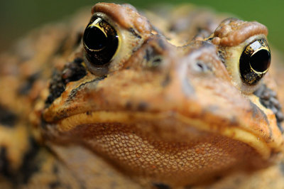 175 American Toad close up 4.jpg