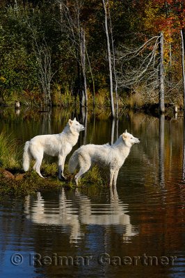 178 Arctic Wolves 4.jpg
