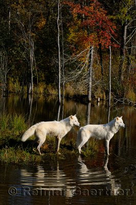 178 Arctic Wolves 6.jpg