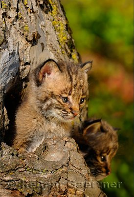 178 Bobcat kittens 1.jpg