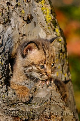 178 Bobcat kittens 2.jpg