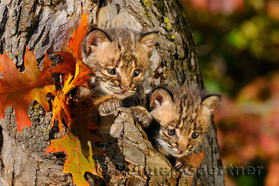 178 Bobcat kittens 5.jpg