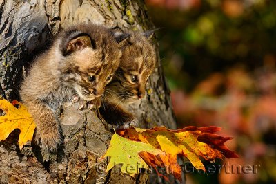 178 Bobcat kittens 6.jpg