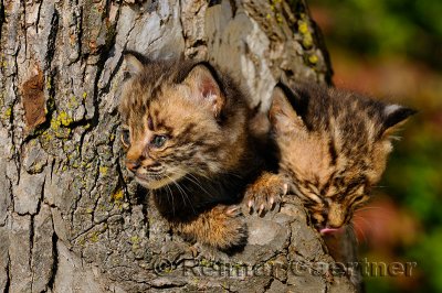178 Bobcat kittens 8.jpg
