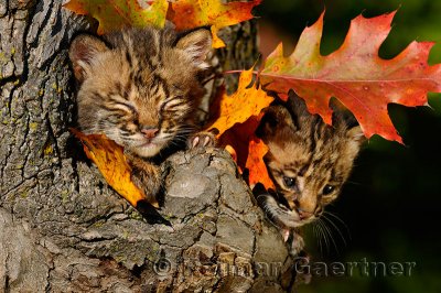 178 Bobcat kittens 10.jpg