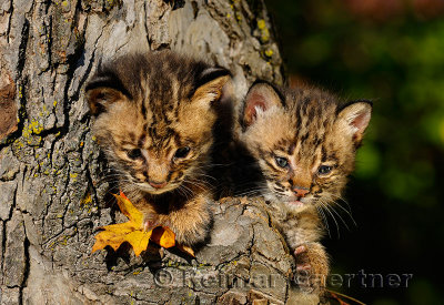 178 Bobcat kittens 12.jpg