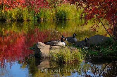 179 Canada Geese in Fall 2.jpg