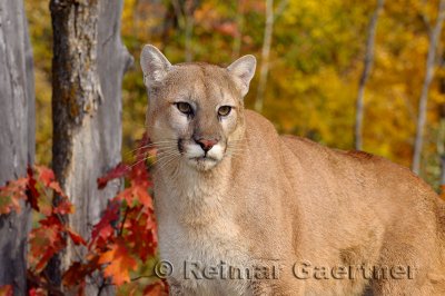 179 Cougar 1.jpg