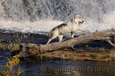 180 Kettle River Wolf 1.jpg