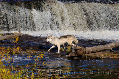 180 Kettle River Wolf 6.jpg