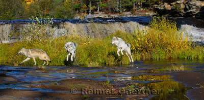 180 Kettle River Wolves 2.jpg