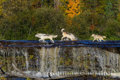 180 Kettle River Wolves 3.jpg