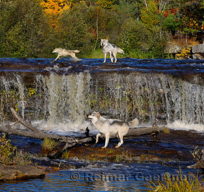 180 Kettle River Wolves 4.jpg