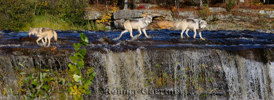180 Kettle River Wolves 5.jpg
