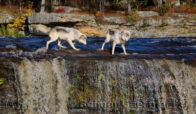 180 Kettle River Wolves 8.jpg