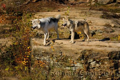 180 Kettle River Wolves 10.jpg