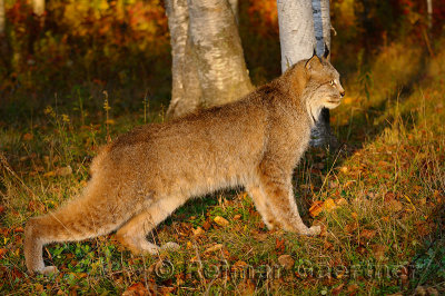 181 Lynx 1.jpg