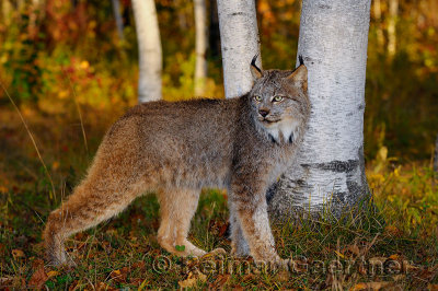 181 Lynx 5.jpg