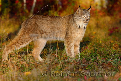 181 Lynx 6.jpg