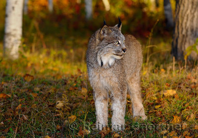 181 Lynx 7.jpg