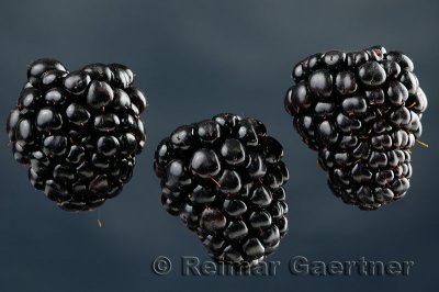 188 Blackberries 2.jpg
