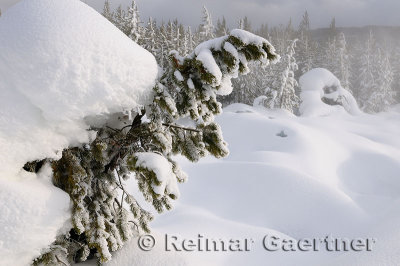 192 Geyser Snow 1.jpg