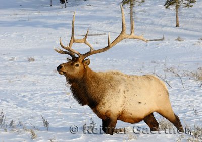 193 Bull Elk 1.jpg