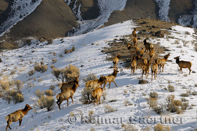 193 Elk Herd.jpg