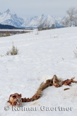 195 Coyote Skeleton and Tetons.jpg