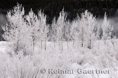 195 Oxbow Bend Frosted Trees 3.jpg