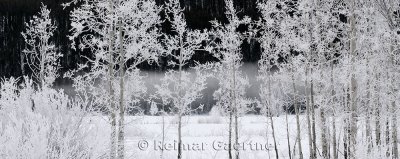 195 Oxbow Bend Frosted Trees 4 P.jpg